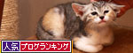 ちびっこのおもちゃは誰のもの?★後編_d0355333_19340935.jpg