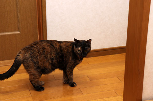 よそよそしい対応。_d0355333_19342144.jpg