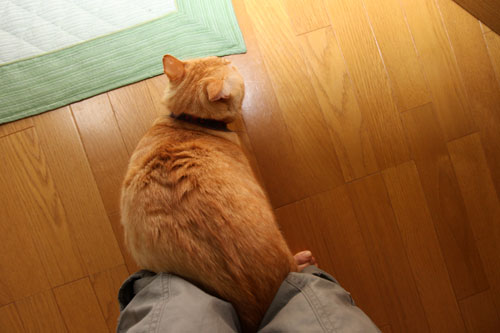 よそよそしい対応。_d0355333_19342214.jpg