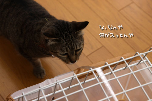 帰ってきたちびっこたち!_d0355333_19342545.jpg