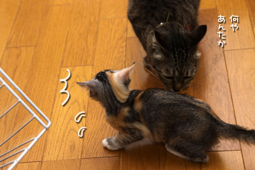 帰ってきたちびっこたち!_d0355333_19342593.jpg