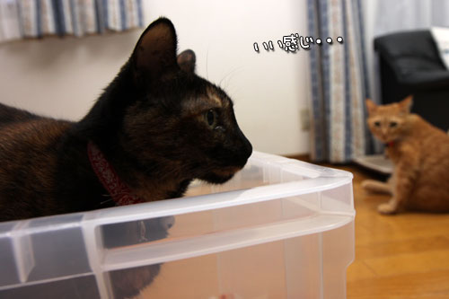 帰ってきたちびっこたち!_d0355333_19342618.jpg