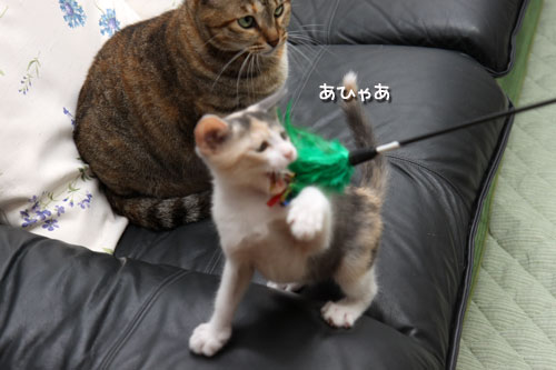 ちびっこのおもちゃは誰のもの?★後編_d0355333_19343200.jpg