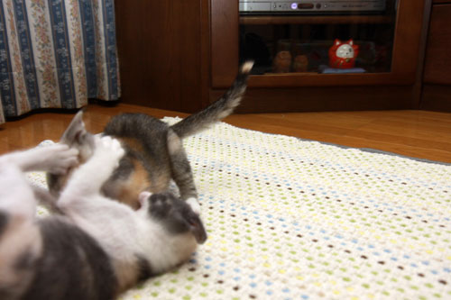 ひもに注意_d0355333_19343831.jpg