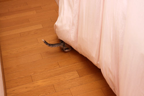 なんでもにゃんぐるジム_d0355333_19344581.jpg