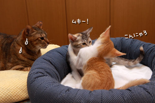 おしっぽで優しさを_d0355333_19344803.jpg