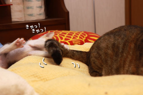 おしっぽで優しさを_d0355333_19344841.jpg