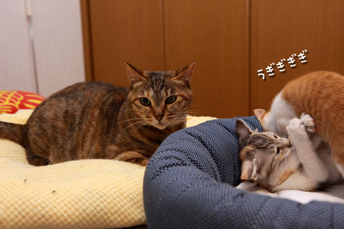 おしっぽで優しさを_d0355333_19344896.jpg