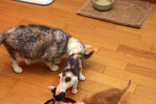 かまくらベッドの正しい使い方_d0355333_19345348.jpg