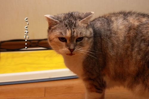 かまくらベッドの正しい使い方_d0355333_19345414.jpg