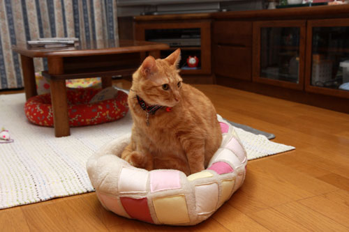 かまくらベッドの正しい使い方_d0355333_19345439.jpg