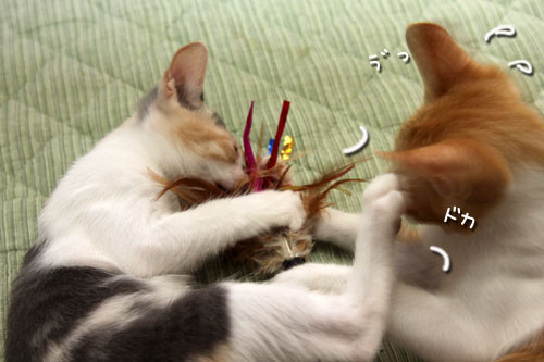 野獣系仔猫の逆襲!_d0355333_19351160.jpg