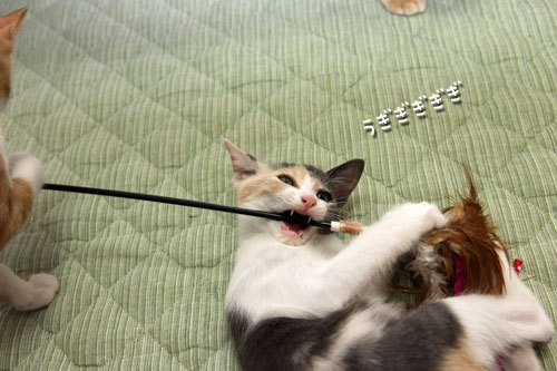 野獣系仔猫の逆襲!_d0355333_19351193.jpg