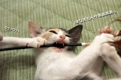 野獣系仔猫の逆襲!_d0355333_19351196.jpg