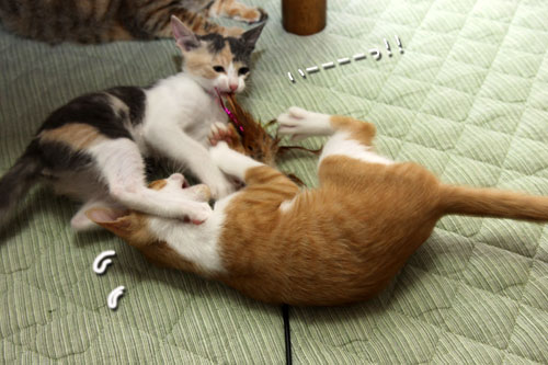 野獣系仔猫の逆襲!_d0355333_19351269.jpg