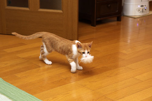 いってきます!_d0355333_19354033.jpg