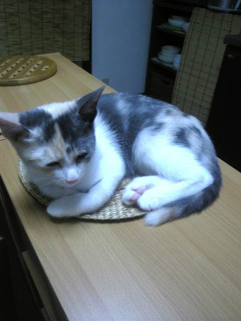 ハル&ナツの近況報告_d0355333_19355529.jpg