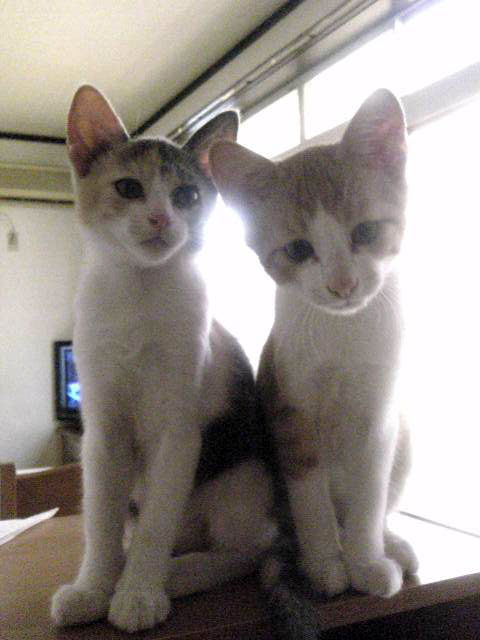 ハル&ナツの近況報告_d0355333_19355566.jpg