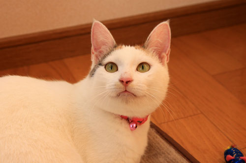 生きなおし。_d0355333_19360623.jpg