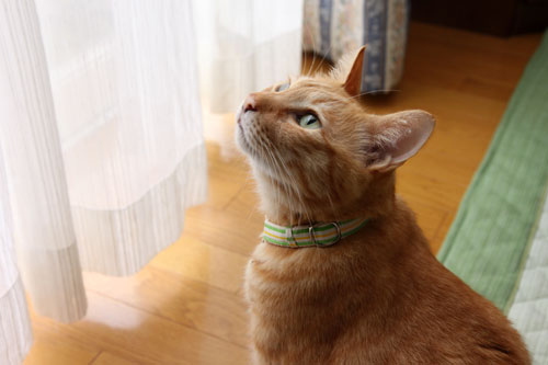 新しい首輪のお披露目_d0355333_19361376.jpg