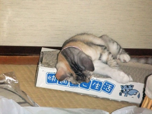 納戸ベビーズの近況報告_d0355333_19361468.jpg