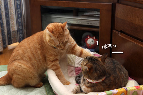 ぺちゃんこかまくら争奪戦_d0355333_19362223.jpg