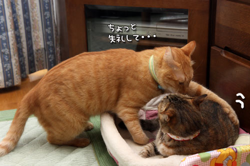 ぺちゃんこかまくら争奪戦_d0355333_19362266.jpg