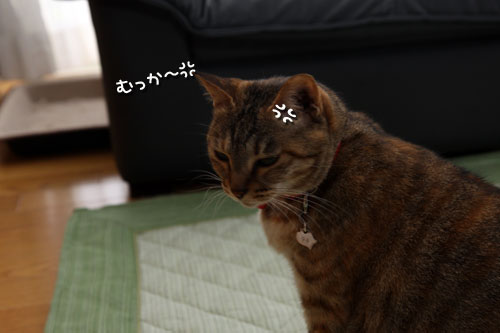ぺちゃんこかまくら争奪戦_d0355333_19362335.jpg