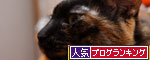 過ごし方それぞれ_d0355333_19362512.jpg