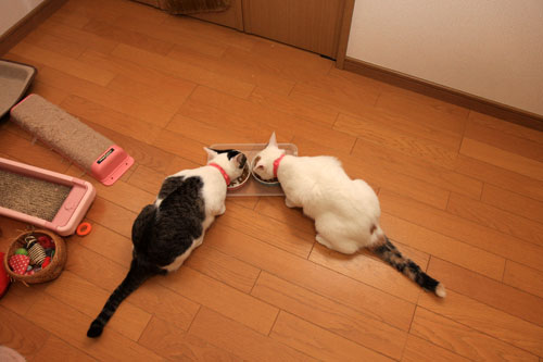 イラチは誰?_d0355333_19362917.jpg
