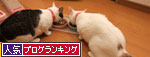 イラチは誰?_d0355333_19362987.jpg