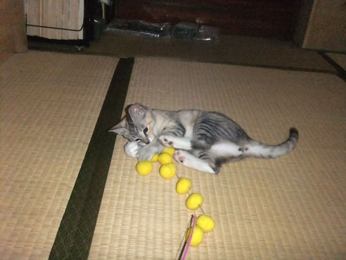 納戸ベビーズの近況報告_d0355333_19363670.jpg