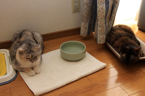 たっぷりの水_d0355333_19364528.jpg