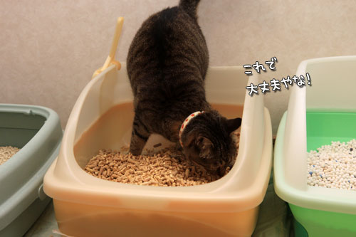 ビッグウェーブが来た時_d0355333_19371300.jpg