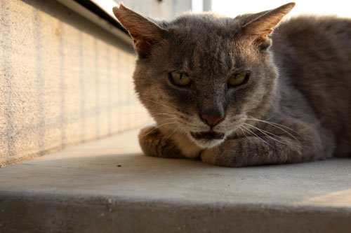 野良猫から地域猫、そして半家猫へ_d0355333_19374489.jpg