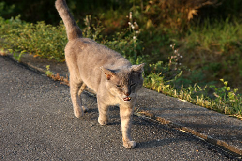 野良猫から地域猫、そして半家猫へ_d0355333_19374507.jpg
