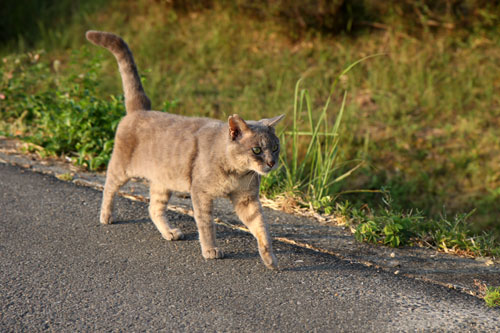 野良猫から地域猫、そして半家猫へ_d0355333_19374528.jpg