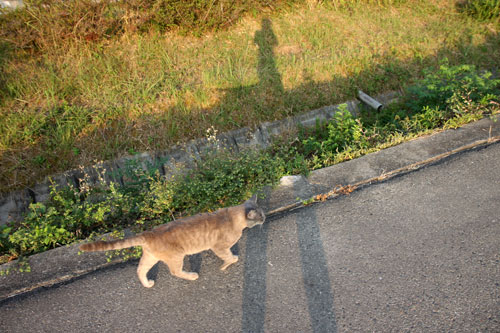 野良猫から地域猫、そして半家猫へ_d0355333_19374571.jpg
