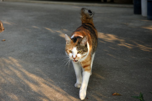 野良猫から地域猫、そして半家猫へ_d0355333_19374622.jpg