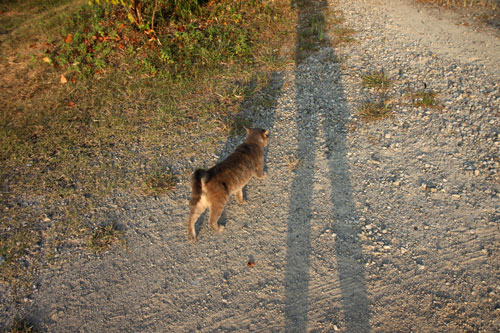 野良猫から地域猫、そして半家猫へ_d0355333_19374660.jpg