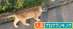野良猫から地域猫、そして半家猫へ_d0355333_19374689.jpg