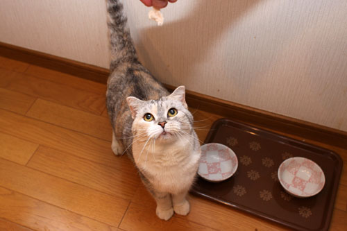 ささみ祭りにようこそ_d0355333_19381686.jpg