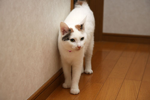 にゃんにゃん星人がやってきた_d0355333_19382449.jpg