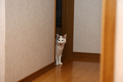 にゃんにゃん星人がやってきた_d0355333_19382476.jpg