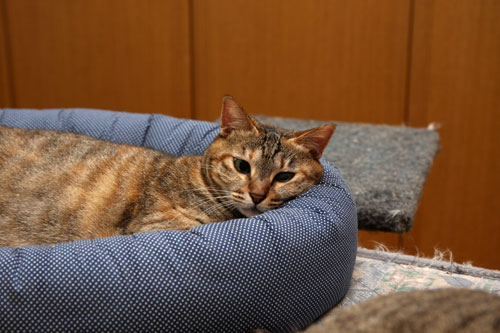 ムカつき笑子たん_d0355333_19384723.jpg