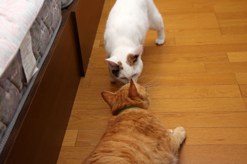 ちゅ。_d0355333_19385366.jpg