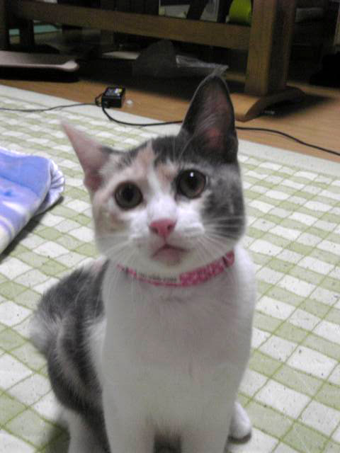 ハルナツ近況報告_d0355333_19390211.jpg
