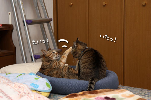 仲良しだからけんかする_d0355333_19415058.jpg