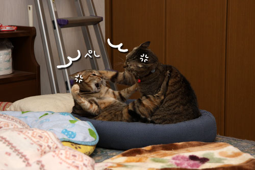 仲良しだからけんかする_d0355333_19415113.jpg