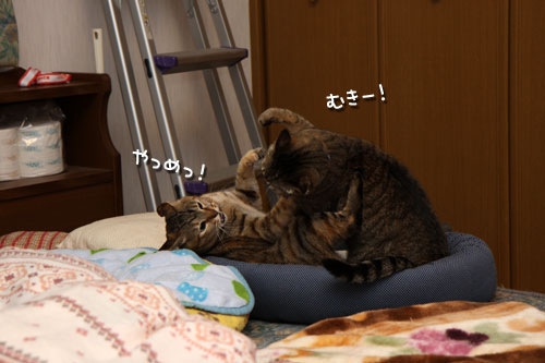 仲良しだからけんかする_d0355333_19415120.jpg